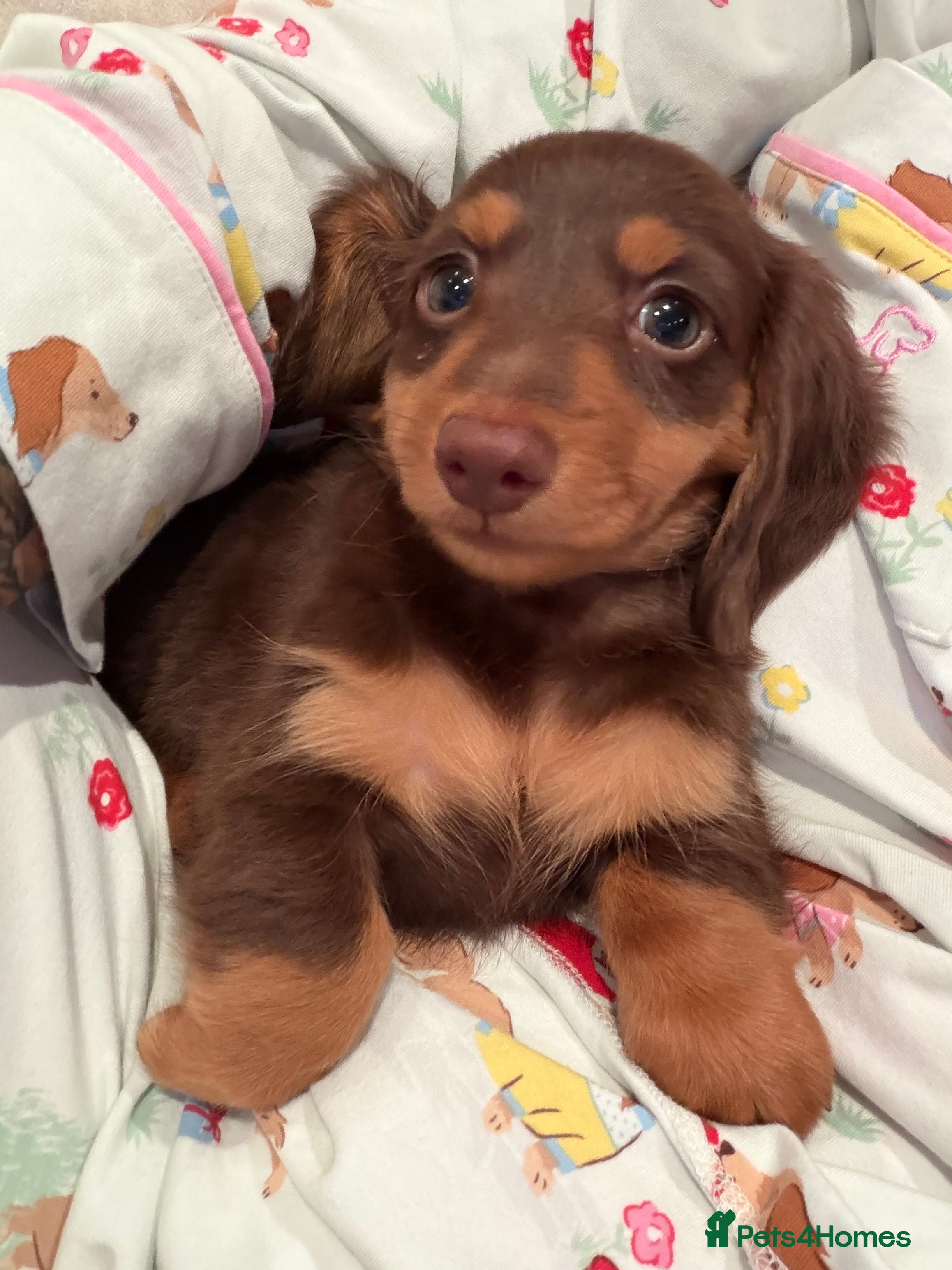 Miniature Dachshund dogs Reduce price last boy longhair  - Advert 1