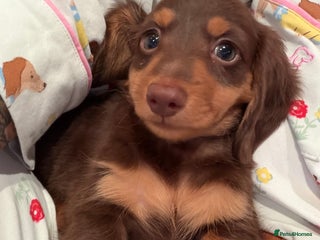 Miniature Dachshund dogs Reduce price last boy longhair - Advert 1