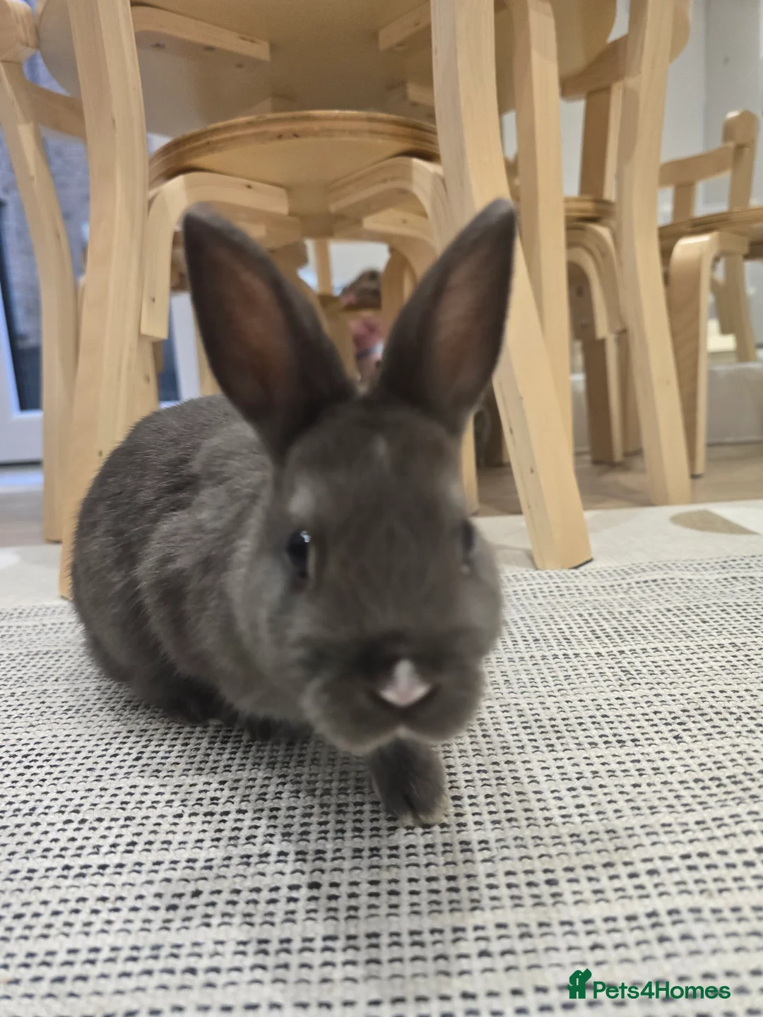 Netherland Dwarf rabbits for sale: Adorable Netherland Dwarf Bunnies - Advert 6
