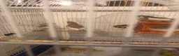 Finches birds for sale: Zebra finches in Cardiff - Advert 3