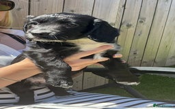 Sprocker dogs for sale:  Sprocker spaniel puppies - Ready Soon ! - Image 14
