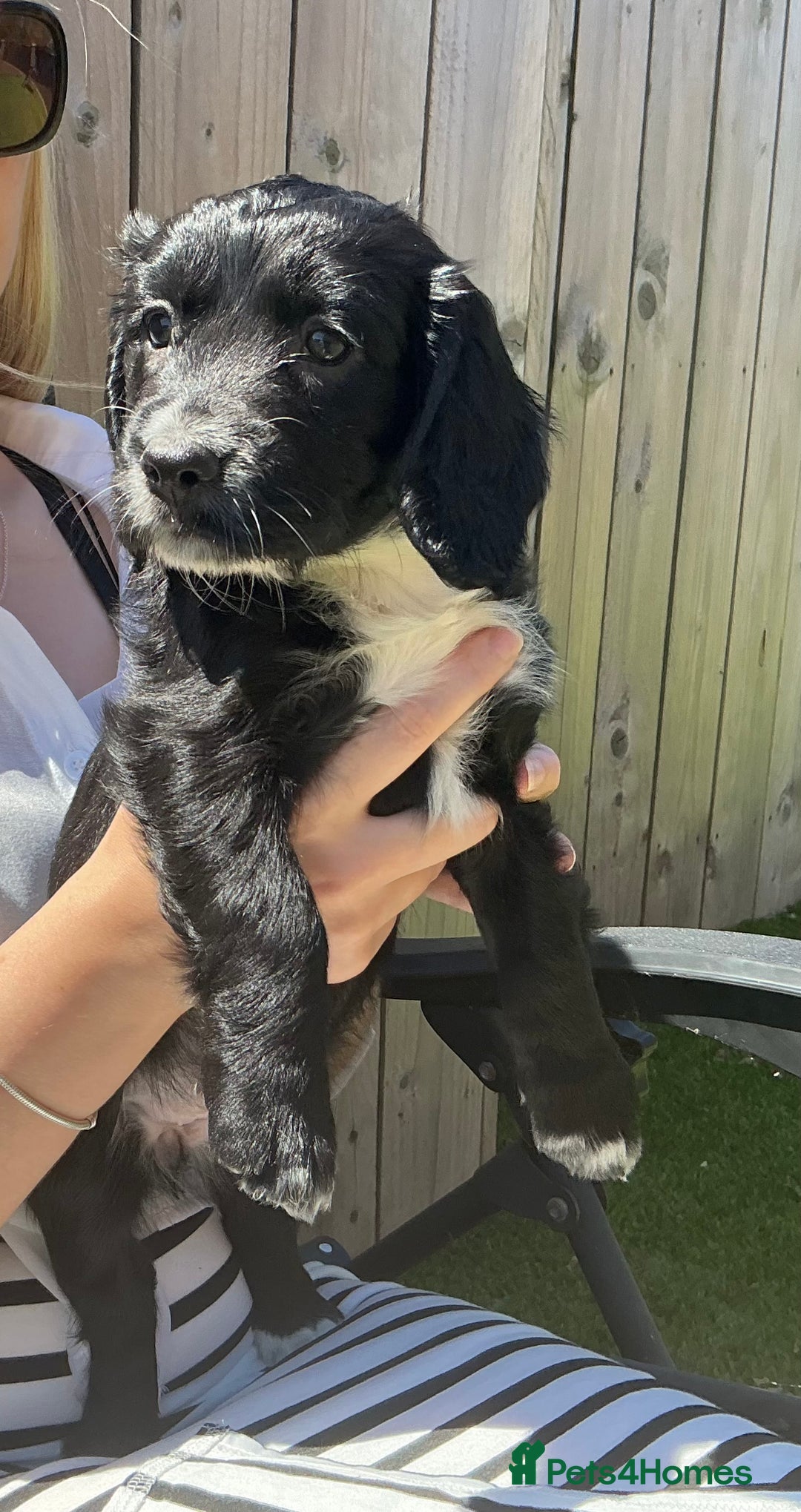 Sprocker dogs for sale:  Sprocker spaniel puppies - Ready Soon ! - Image 14