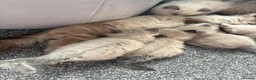 Ragdoll cats for sale: Ragdoll kittens  - Advert 13