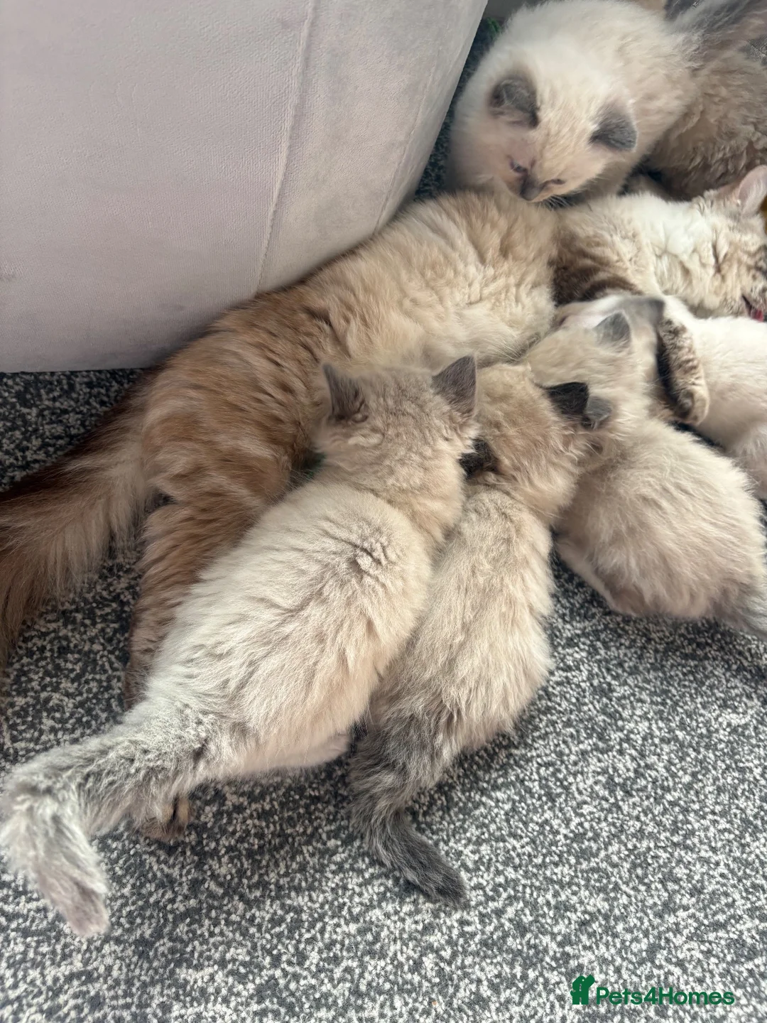 Ragdoll cats for sale: Ragdoll kittens  - Advert 13