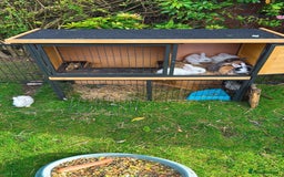 Mixed Breed rabbits for sale: Bunnies/rabbits ( in 2 weeks Will be ready to go ) - Image 8