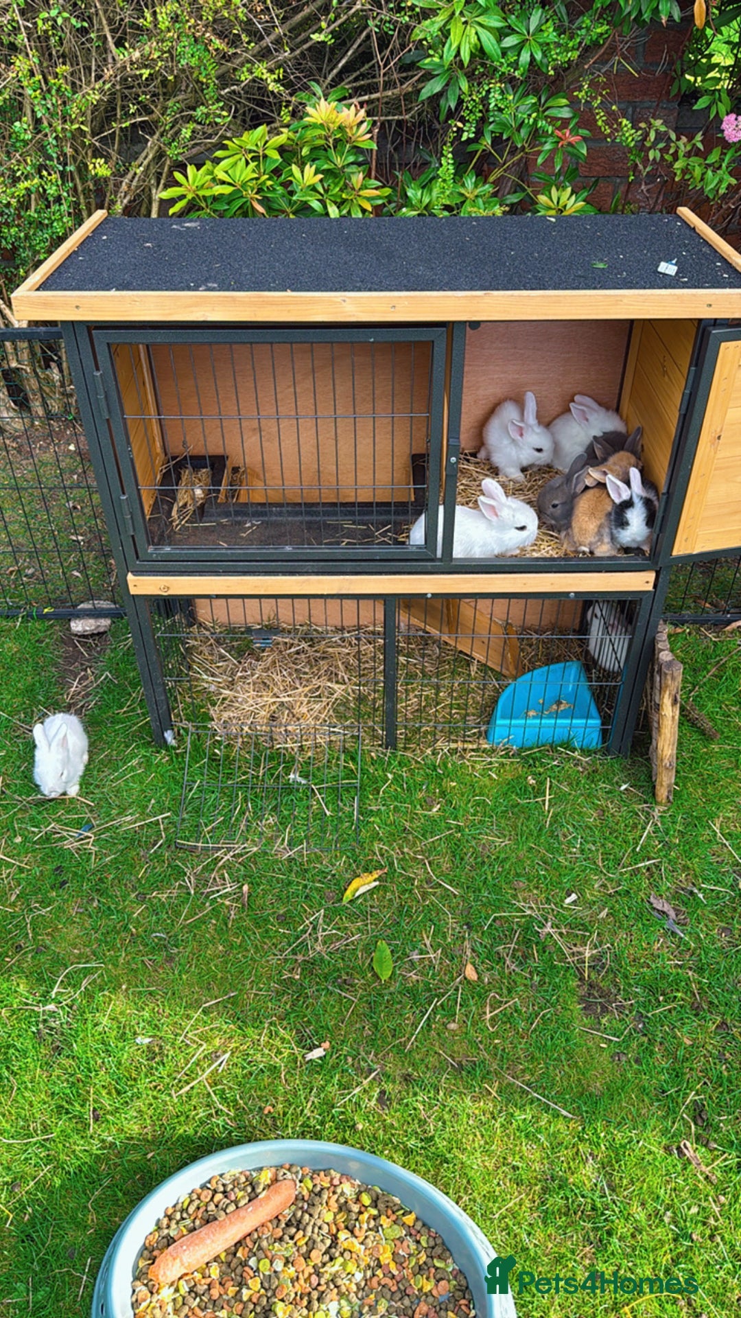 Mixed Breed rabbits for sale: Bunnies/rabbits ( in 2 weeks Will be ready to go ) - Image 8
