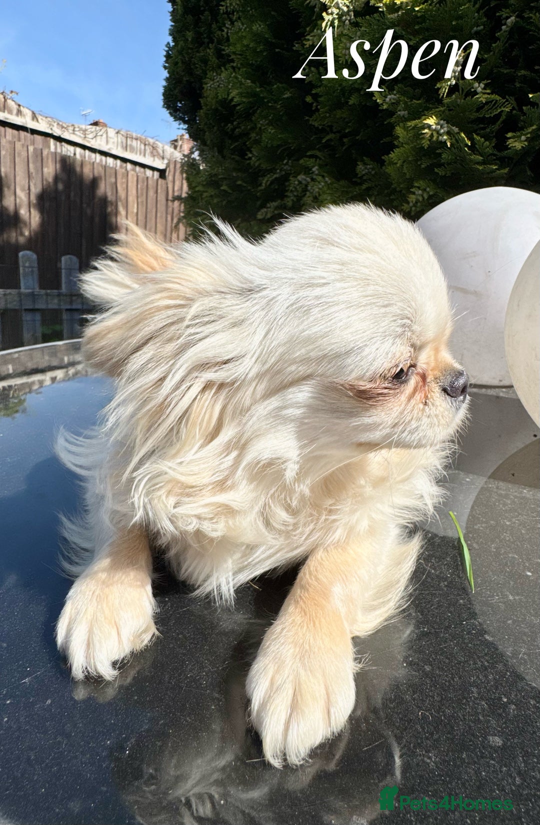 Chihuahua dogs for sale: KC long coat cream chihuahua puppies  - Advert 11