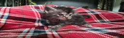 Maine Coon cats for sale: TICA registered Russian lineage Maine coon kittens - Advert 30