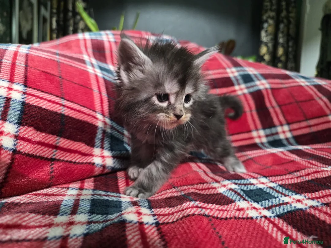 Maine Coon cats for sale: TICA registered Russian lineage Maine coon kittens - Advert 30