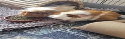 Guinea Pig rodents for sale: 2 male and 3 female guinea pigs in Coalville - Advert 7