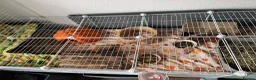 Guinea Pig rodents for sale: Guinea Pigs Free to Good Home in Beccles - Advert 6