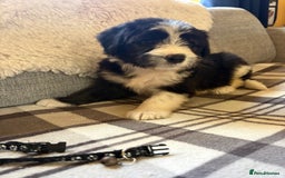 Bearded Collie dogs for sale: 💥3/4 beautiful BEARDIE BOY! 💥 - Advert 34