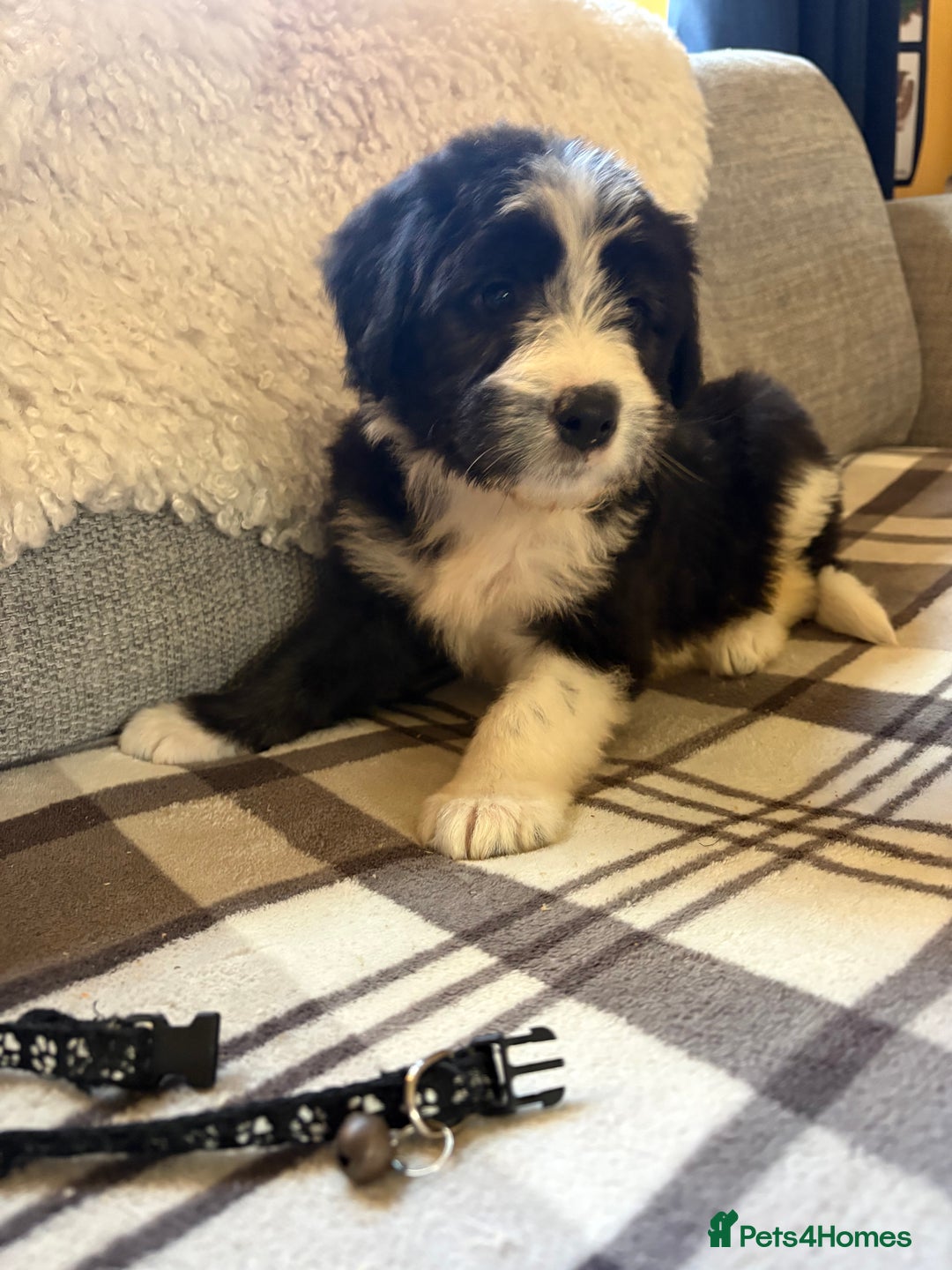 Bearded Collie dogs for sale: 💥3/4 beautiful BEARDIE BOY! 💥 - Advert 34