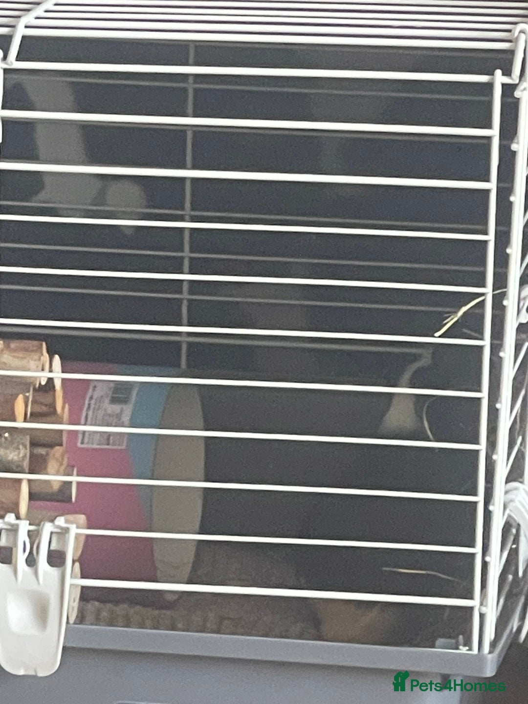 Guinea Pig rodents for sale: Two 2-Month-Old Guinea Pigs With Complete Setup  - Image 8