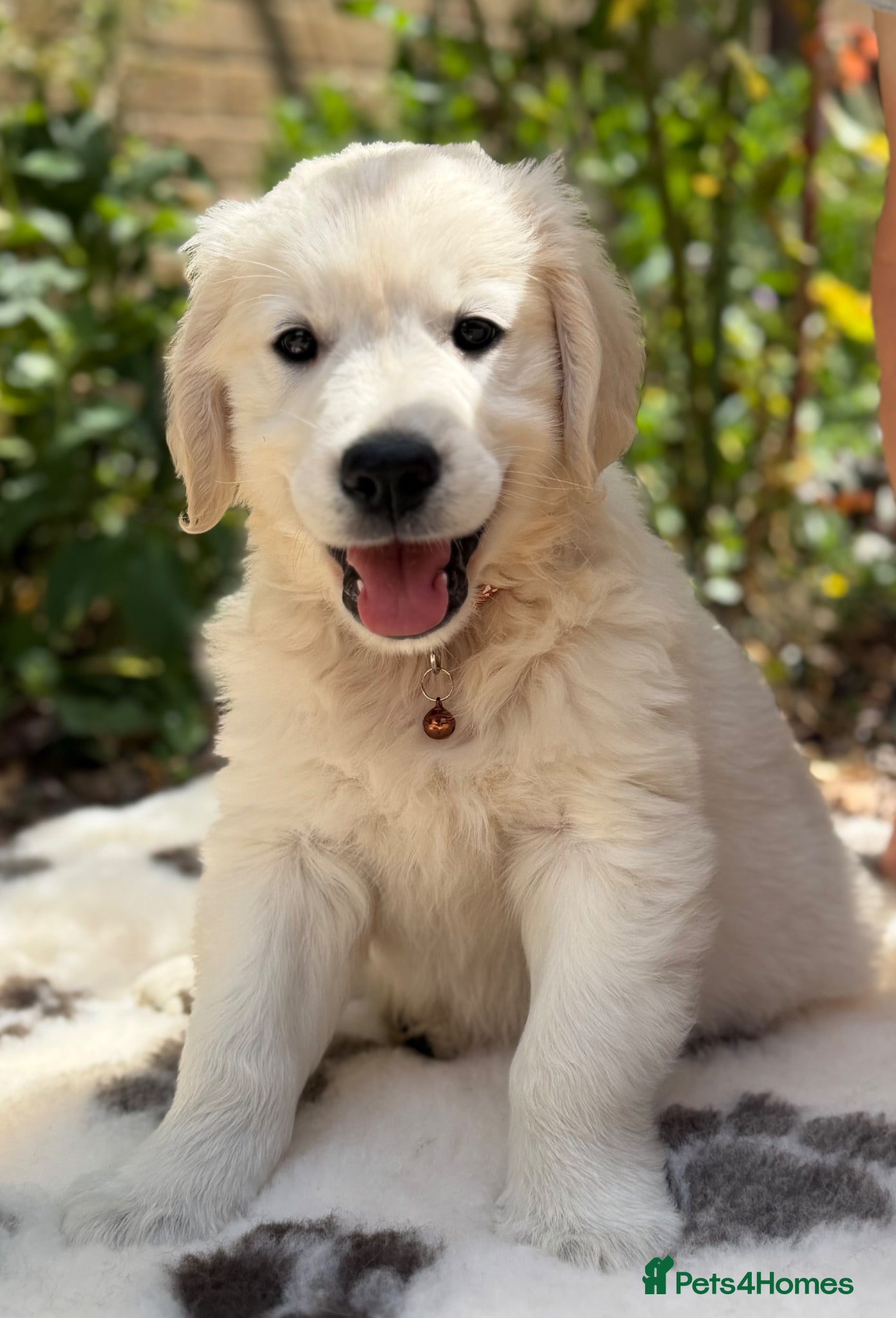 Golden Retriever dogs Stunning Goldens-Parents are School Wellbeing dogs - Advert 2