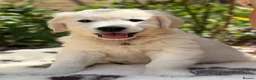 Golden Retriever dogs for sale: Stunning Goldens-Parents are School Wellbeing dogs - Advert 11