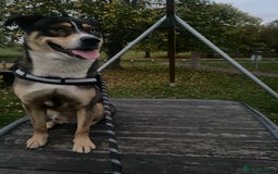 Mixed Breed dogs for sale: Siberian husky x lab  - Advert 2