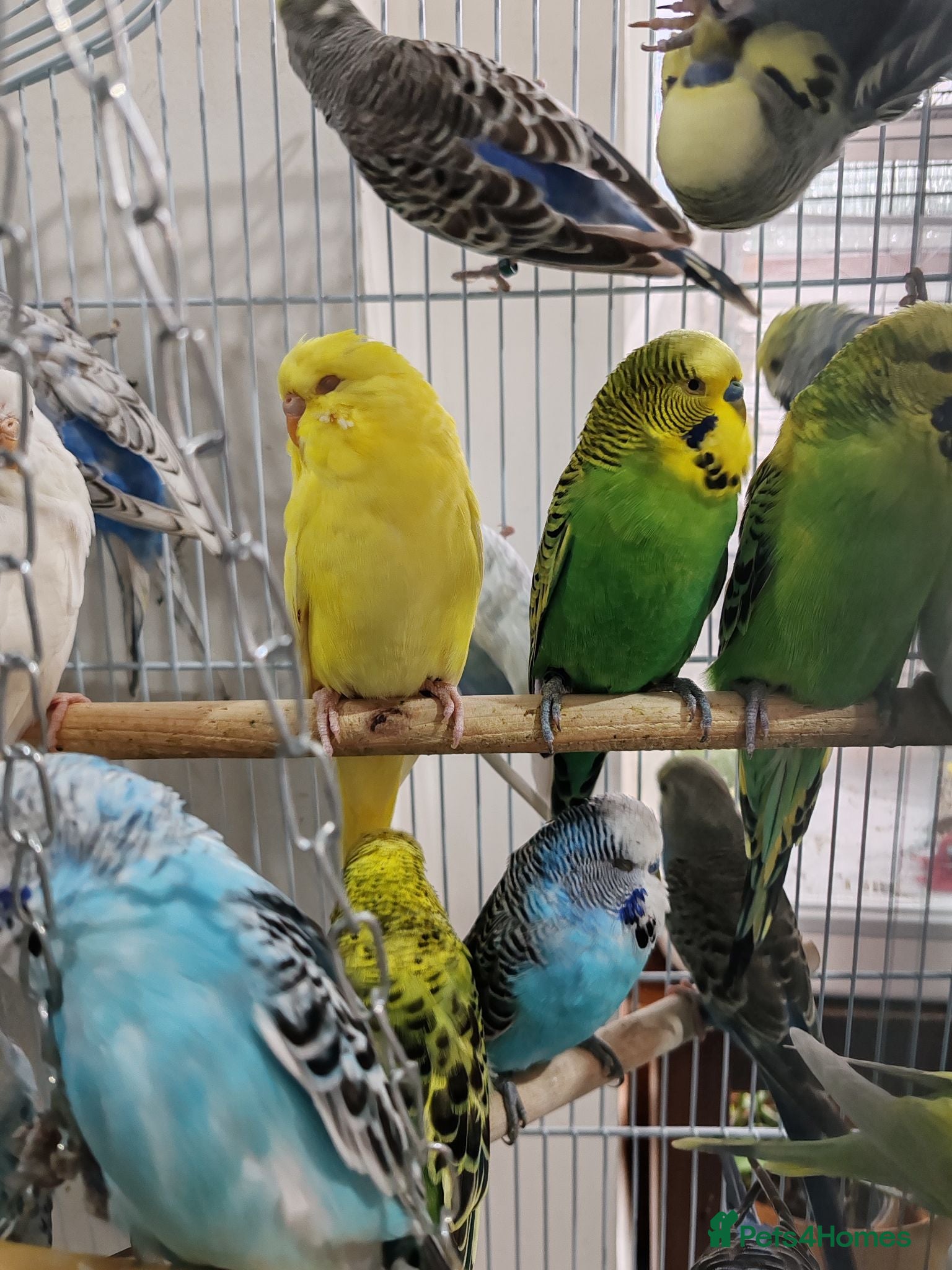 Budgerigars birds Budgies 2 and 4 Months old  - Advert 1