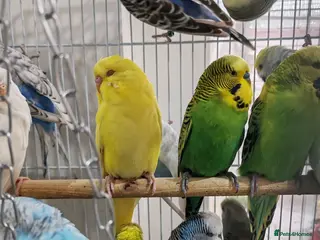 Budgerigars birds Budgies 2 and 4 Months old - Advert 1