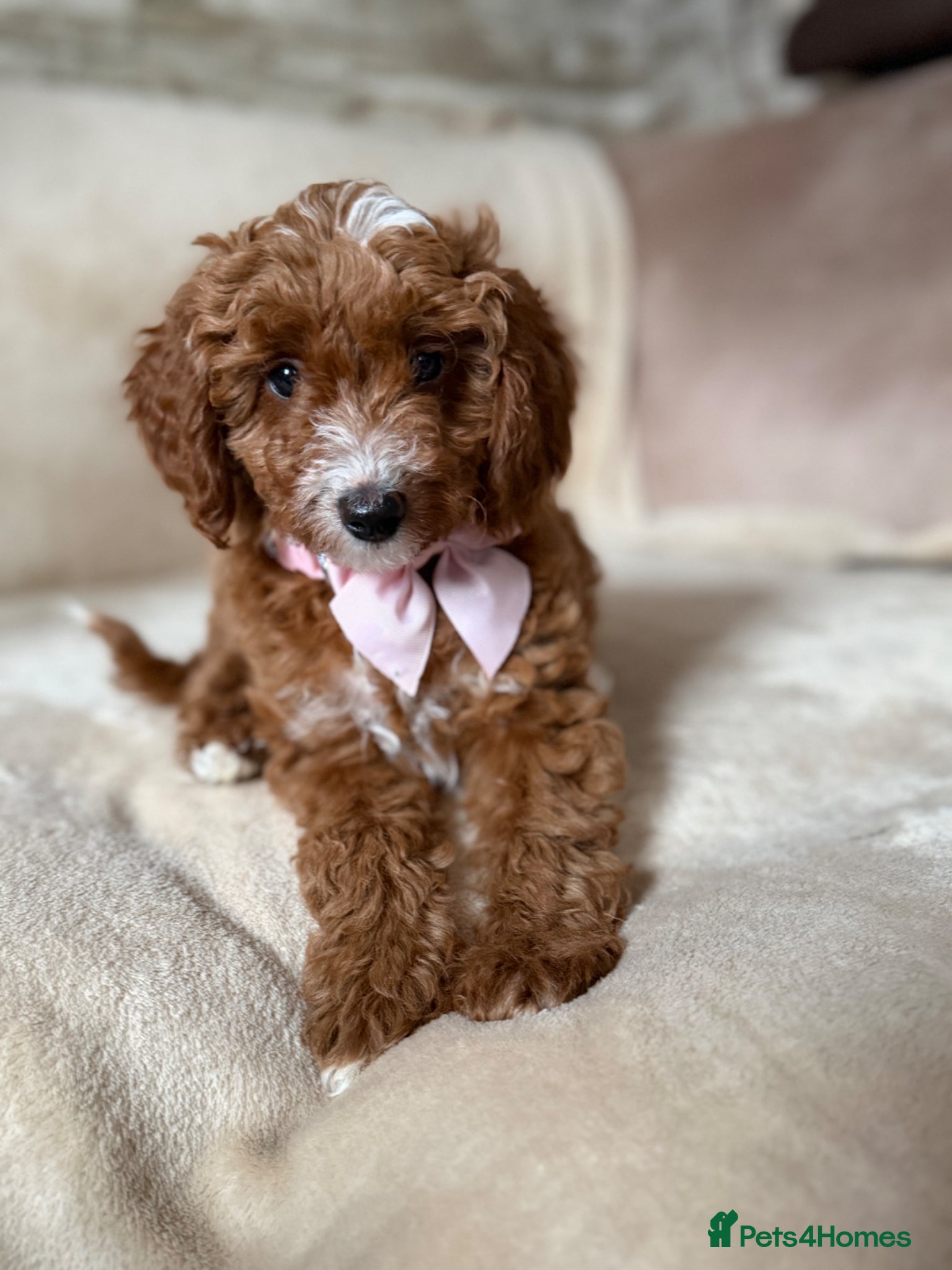 Australian Labradoodle dogs 🐶READY TO GO LAST 2 AVAILABLE🐶 - Advert 6