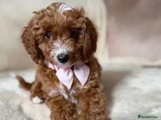 Australian Labradoodle dogs 🐶READY TO GO LAST 2 AVAILABLE🐶 - Advert 6