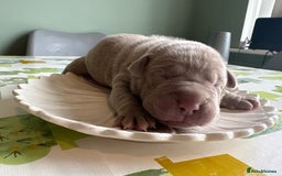 Mixed Breed dogs for sale: Bullpei puppies  - Image 15