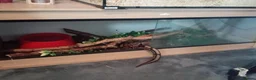 Python Snake reptiles for sale: Royal Python with viv - Advert 4