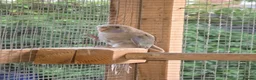 Mixed Breed birds for sale: Parakeets  in Chelmsford - Advert 3