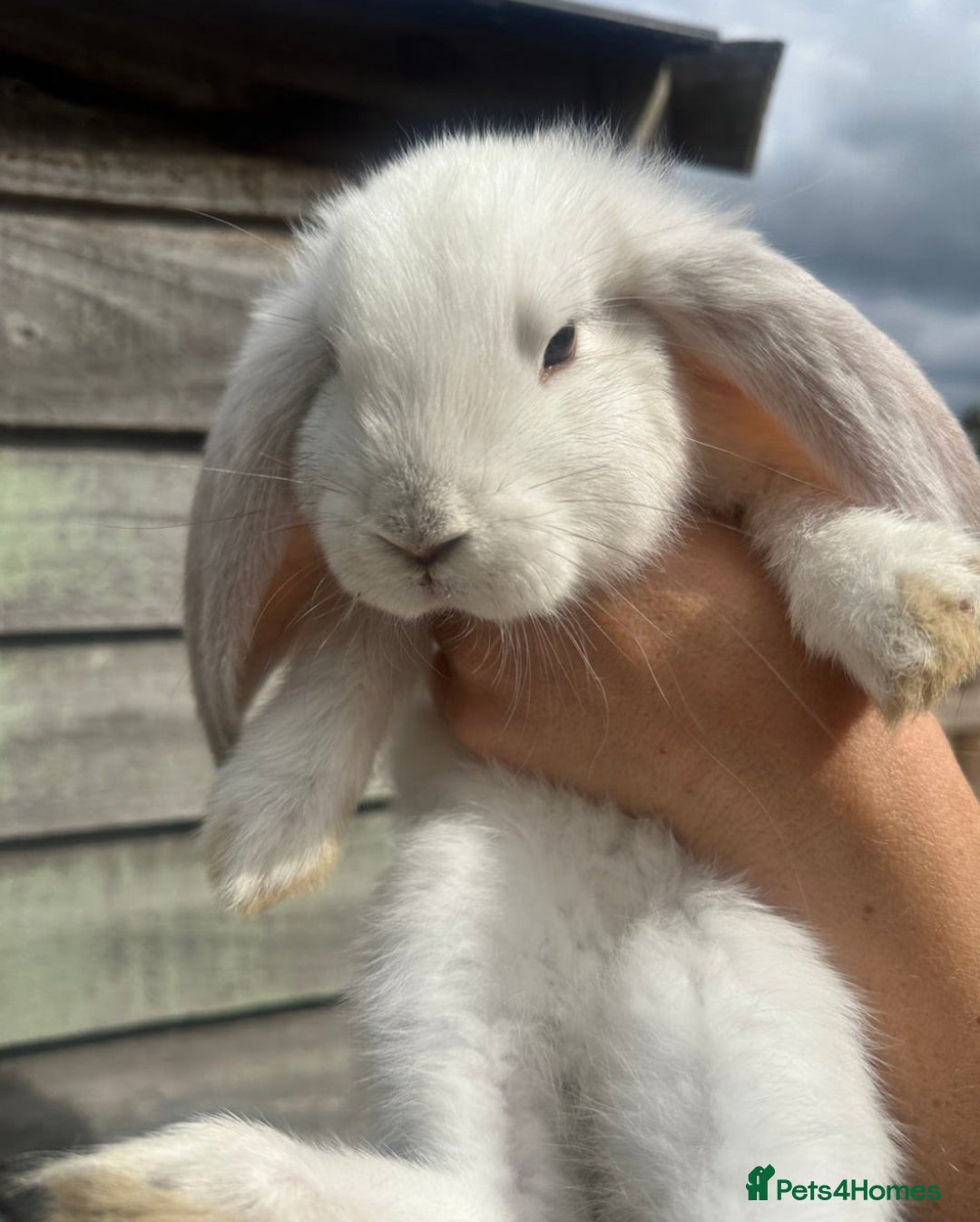 French Lop rabbits for sale: Last little girl looking for a forever home 💗 - Image 2