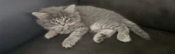 Mixed Breed cats for sale: Kittens Mixed Breed - Advert 5