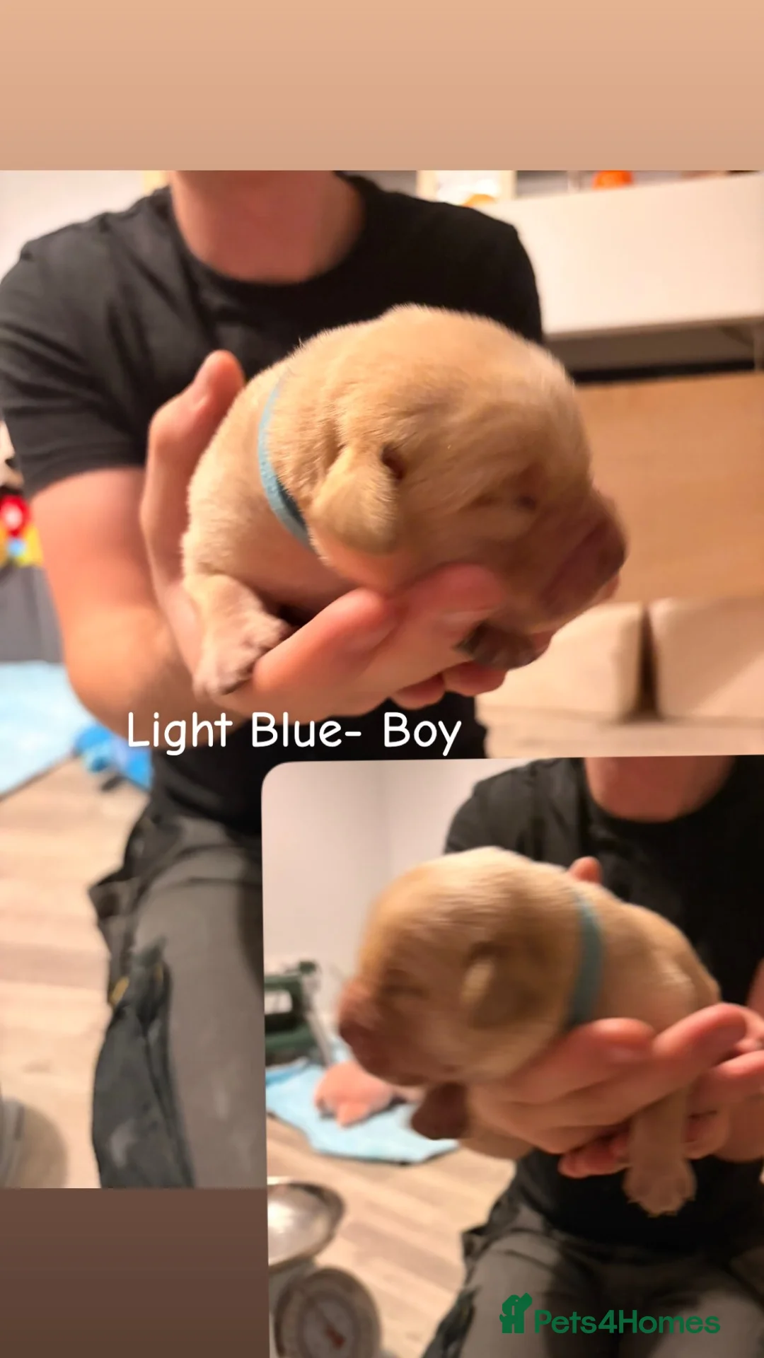 Labrador Retriever dogs for sale: Labrador pups for sale  in Sunderland - Advert 10