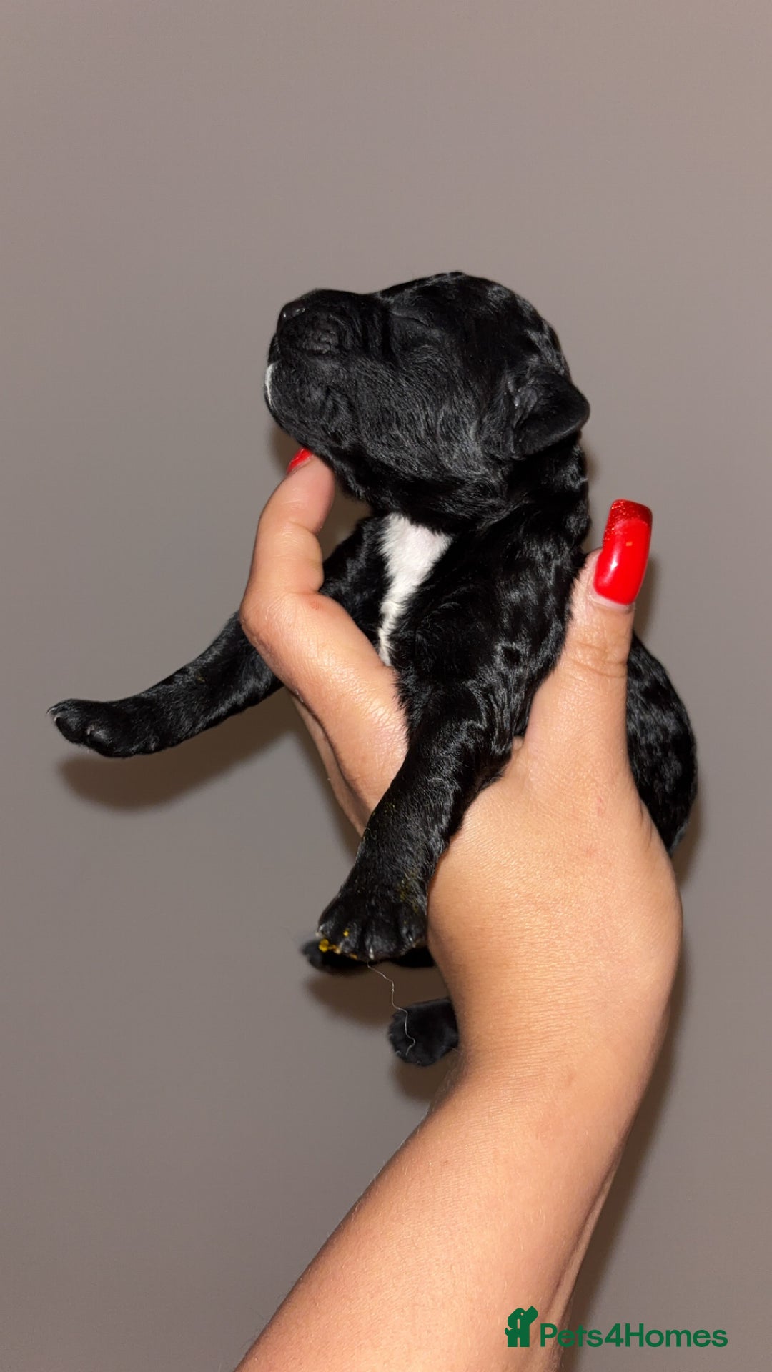 Cockapoo dogs for sale: Cockapoos puppies for sale *ready 19th feb* - Advert 29