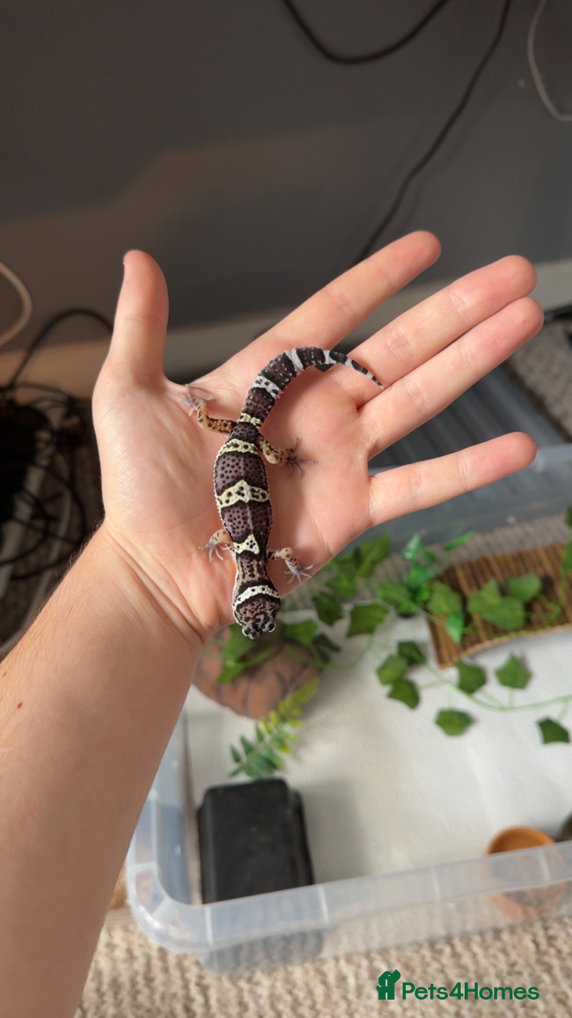 Leopard Gecko reptiles 50% Mack snow Eclipse (BLACK NIGHT LINEAGE)🔥🔥🔥 - Advert 1