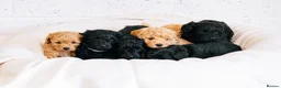 Labradoodle dogs for sale: Multi Gen Mini Labradoodle Puppies in Peebles - Advert 1