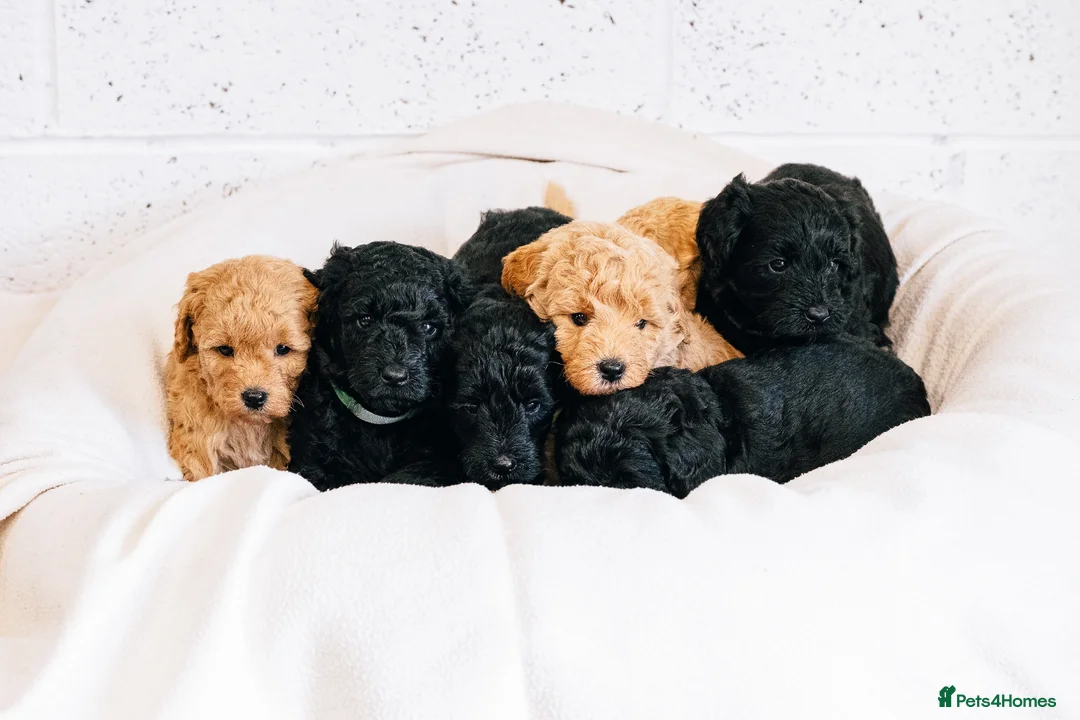 Labradoodle dogs for sale: Multi Gen Mini Labradoodle Puppies in Peebles - Advert 1
