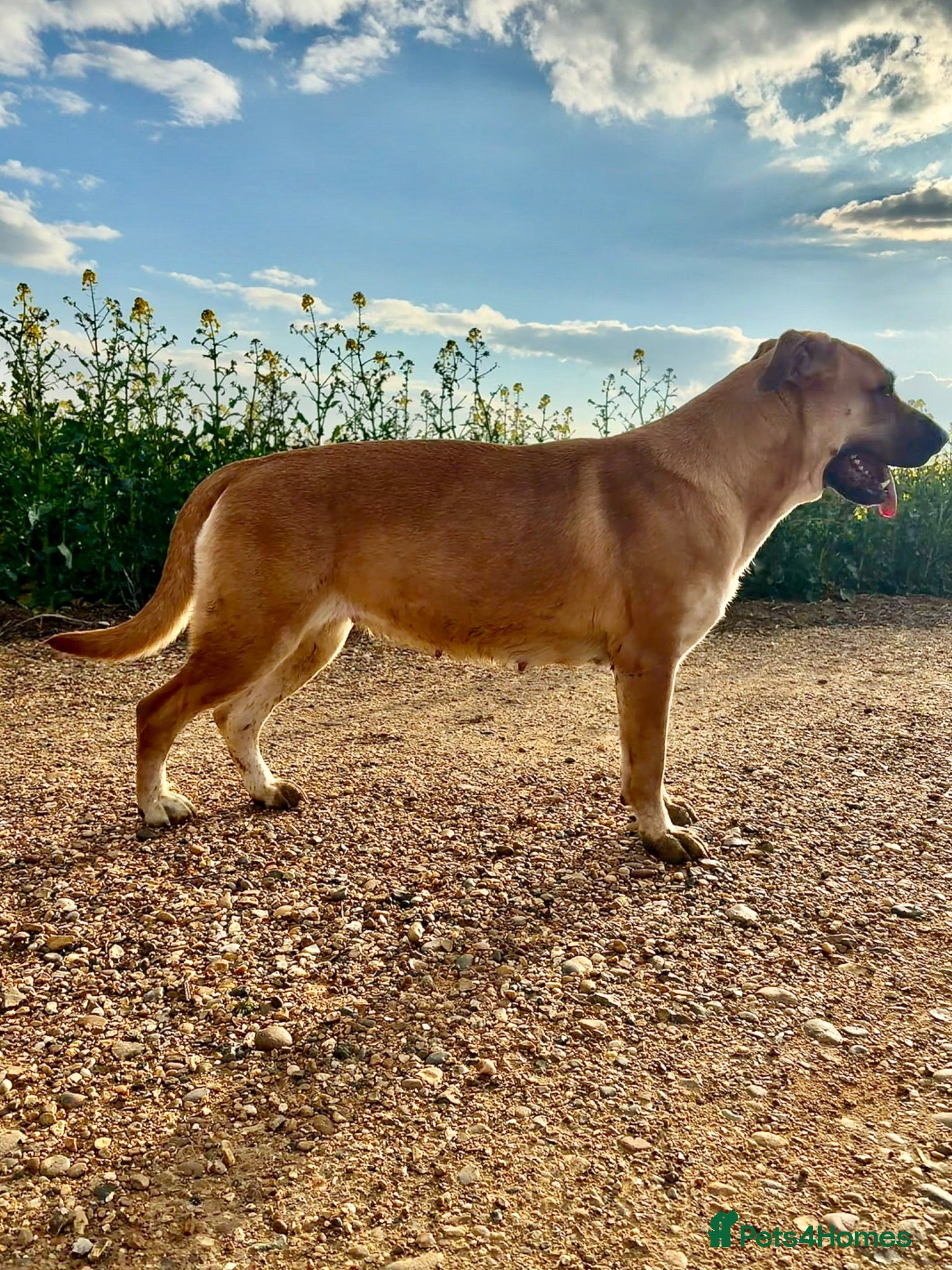 Mixed Breed dogs Cane Corso 75% x German Shepherd 25% - Advert 2