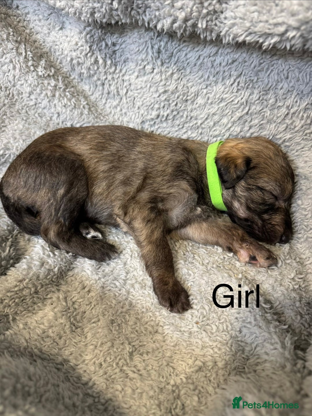 Lurcher dogs for sale: Bedlington Whippet/Lurcher  - Advert 6