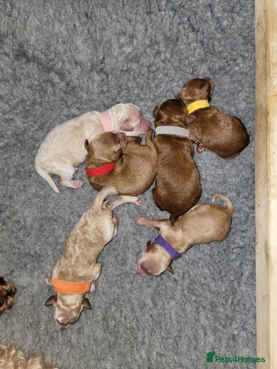 Maltipoo dogs for sale: F1b Maltipoo - Image 6