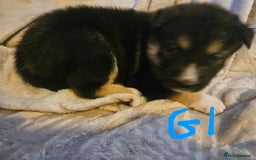 Huskita dogs for sale: Husky x akita puppys - Image 35