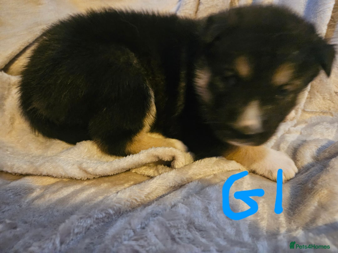 Huskita dogs for sale: Husky x akita puppys - Image 35