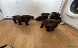 Labrador Retriever dogs for sale: Chunky chocolate labradors  - Image 8