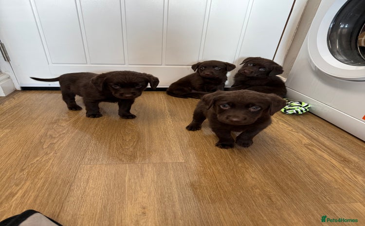 Labrador Retriever dogs - Advert 6