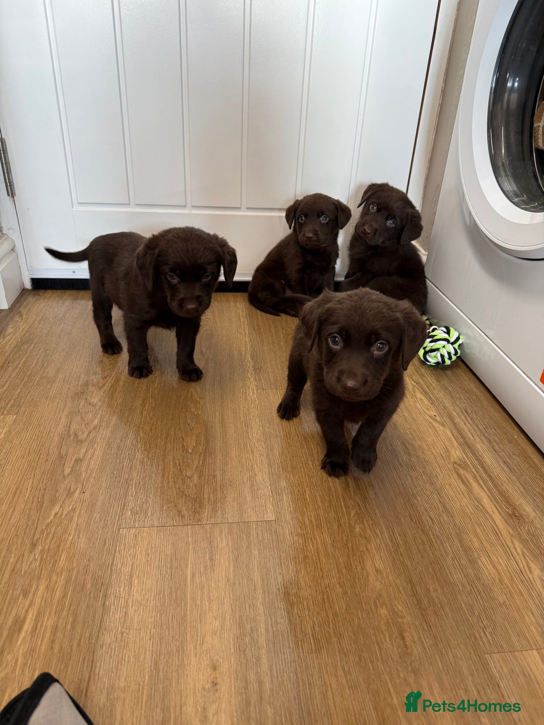 Labrador Retriever dogs for sale: Chunky chocolate labradors  - Image 8