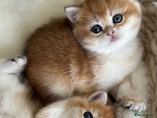 British Shorthair cats Golden British Shorthair kitten in Maidstone - Advert 15