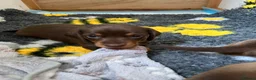 Miniature Dachshund dogs for sale: 4 beautiful miniature daushunds for sale - Advert 9