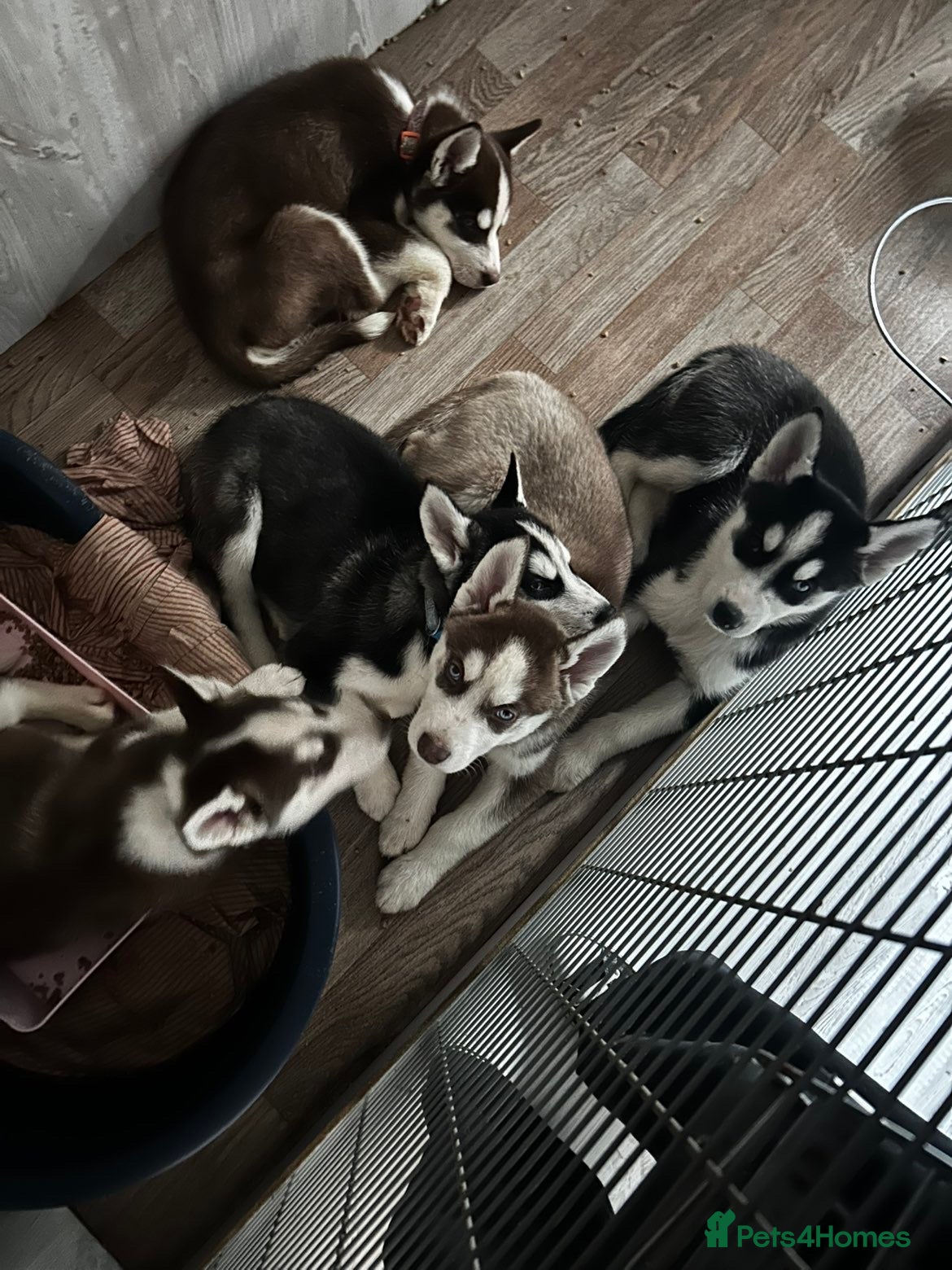 Siberian Husky dogs Siberian husky boys  - Advert 2