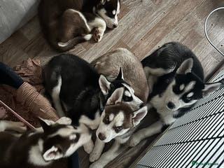 Siberian Husky dogs Siberian husky boys - Advert 2