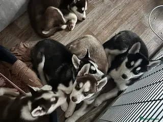 Siberian Husky dogs Siberian husky boys - Advert 1
