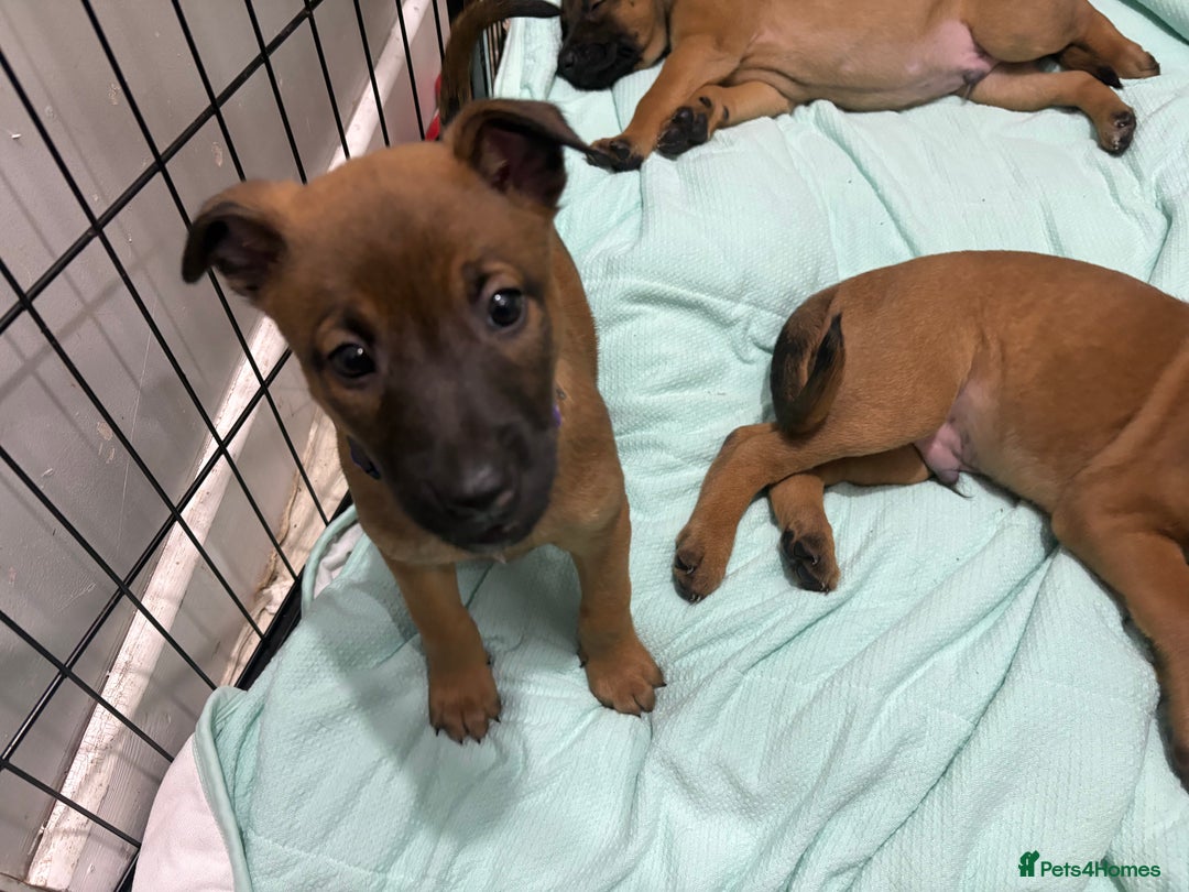 Mixed Breed dogs for sale: Belgian mali cross bullgreyhound PUPPIES  - Advert 39