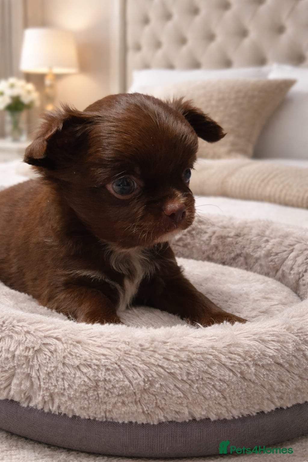 Chihuahua dogs Beautiful Long-Haired Chihuahua Puppies - Advert 3